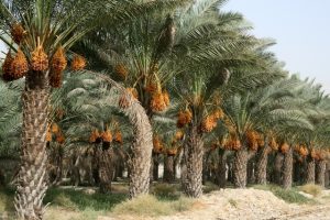 برگزاری جشنواره خرما در بوشهر