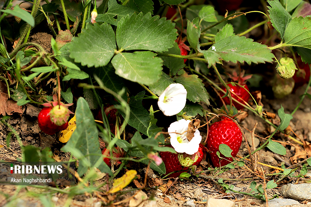 طلایی که سرخ نمی&zwnj;شود