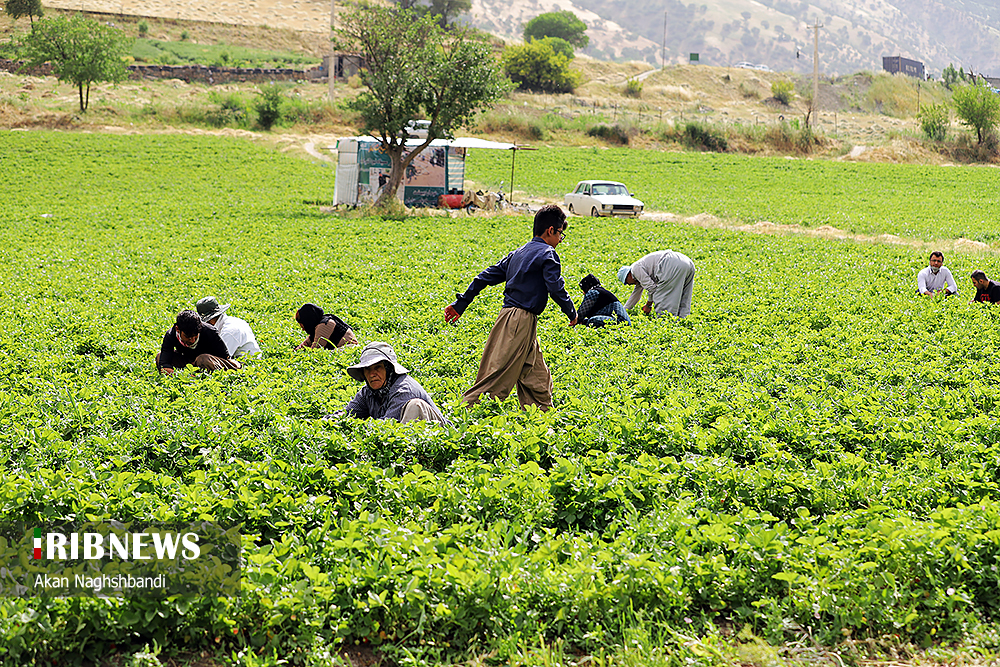 طلایی که سرخ نمی&zwnj;شود