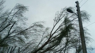 وزش باد شدید در گیلان وزش باد شدید در گیلان