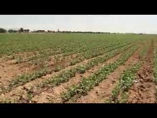 تولید بیش از یک میلیون تن دانه های روغنی و علوفه برای جلوگیری از واردات