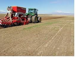 کشت تابستانه در ۴۳۴ هزار هکتار از مزارع