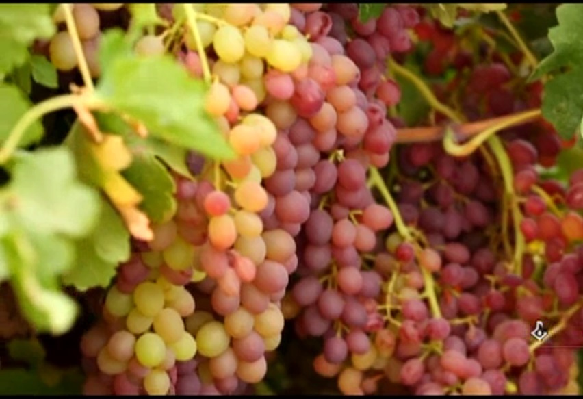 پیش بینی برداشت 400 تن انگور از باغات شهرستان سیروان