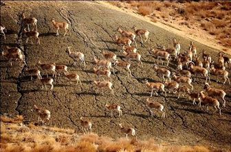 آغاز سرشماری حیات وحش در چهارمحال و بختیاری