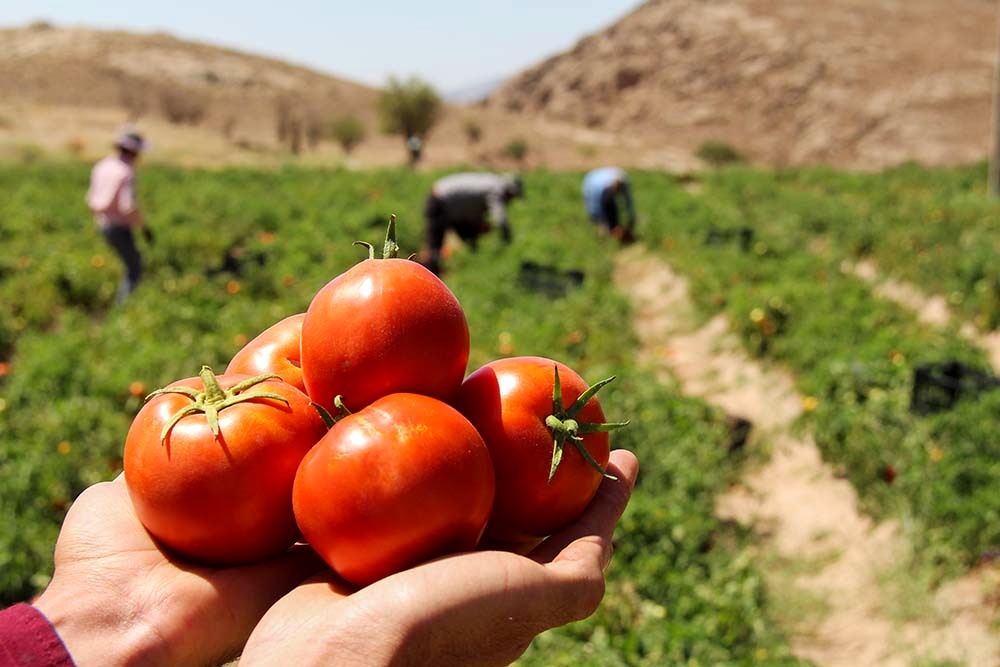 برداشت گوجه فرنگی در باغملک