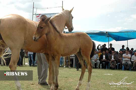 لغو جشنواره ملی اسب اصیل ترکمن در کلاله