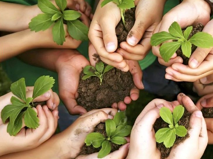 درد سرطان به جان جنگل&zwnj;های بلوط