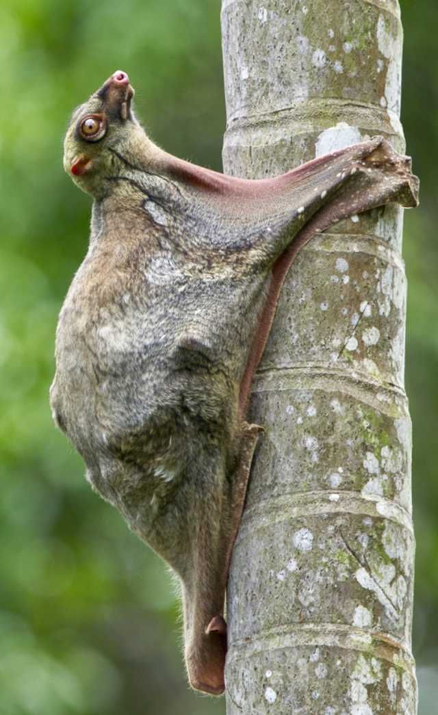 کولوگو&zwnj; ، جانور کمیاب + تصاویر