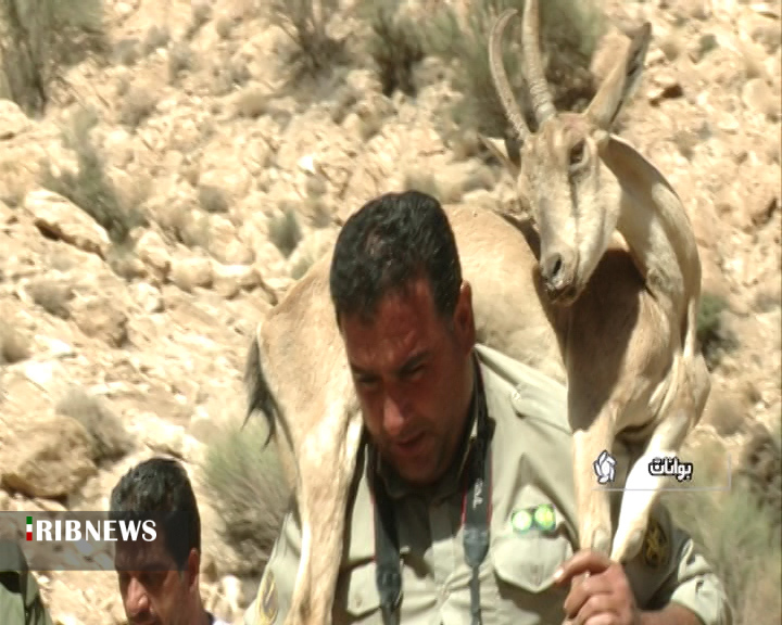 خزان در بهار حیات وحش فارس