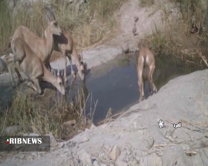 خزان در بهار حیات وحش فارس