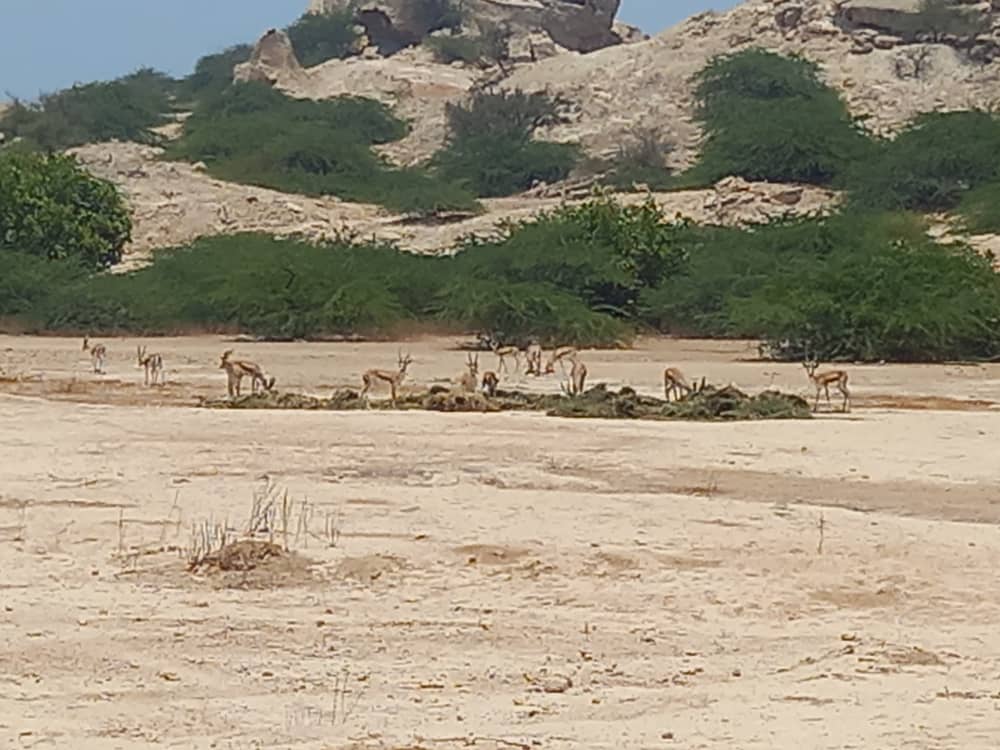 آماربرداری تابستانه آهوان خارک و خارکودر استان بوشهر