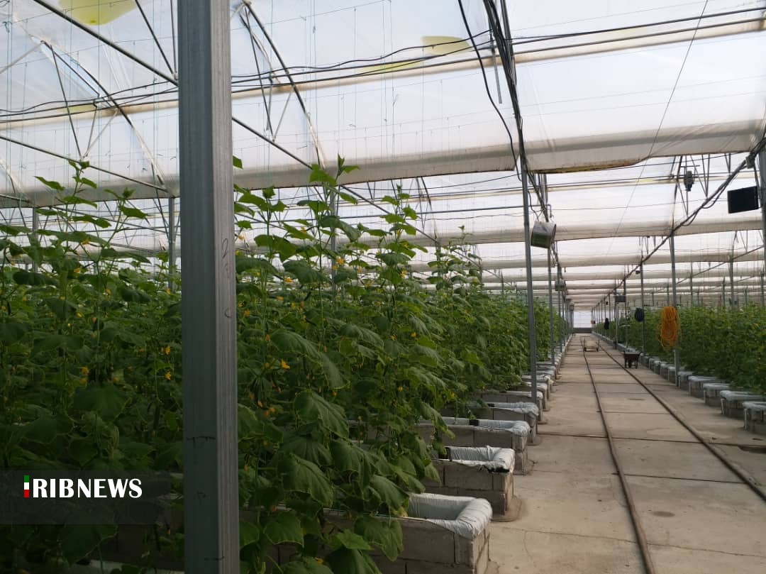 کشت گلخانه ای؛ محصول با کیفیت و اشتغال پایدار