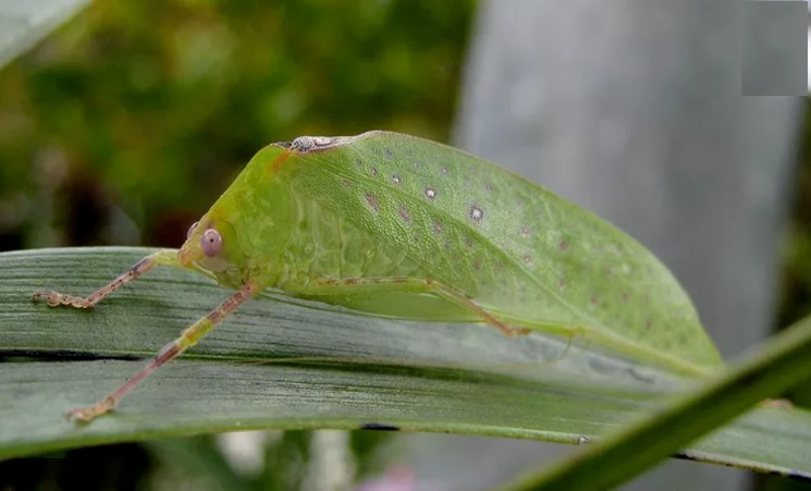 حشره های عجیب