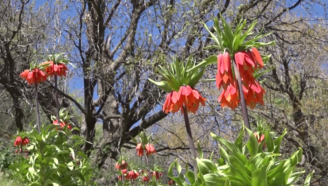 لاله&zwnj;های واژگون معجزه&zwnj;ای از خلقت هستی