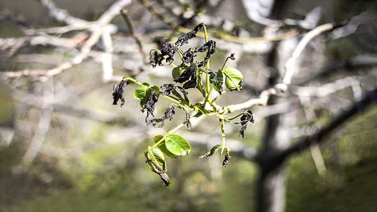 خسارت میلیاردی سرمازدگی به باغات کوار