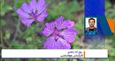 وضعیت جوی استان همدان از زبان‌ کارشناس هواشناسی