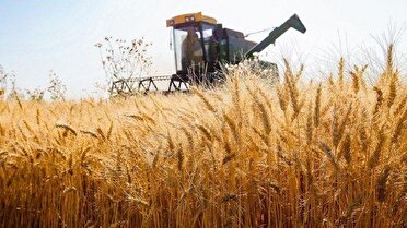 آغاز برداشت گندم از اراضی کشاورزی استان یزد