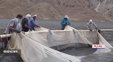 برداشت بیش از هزار تن ماهی در قفس در بدره