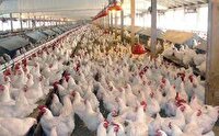 تولید سالیانه بیش از۲۵۰۰ تن گوشت مرغ در شهرستان تفتان