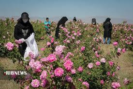 برداشت گل محمدی در شهرستان اشنویه