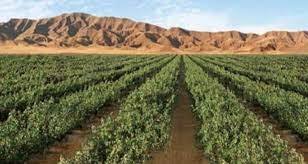 ۱۰ میلیون اصله نهال در نهالستان مغان تولید میشود ۱۰ میلیون اصله نهال در نهالستان مغان تولید میشود