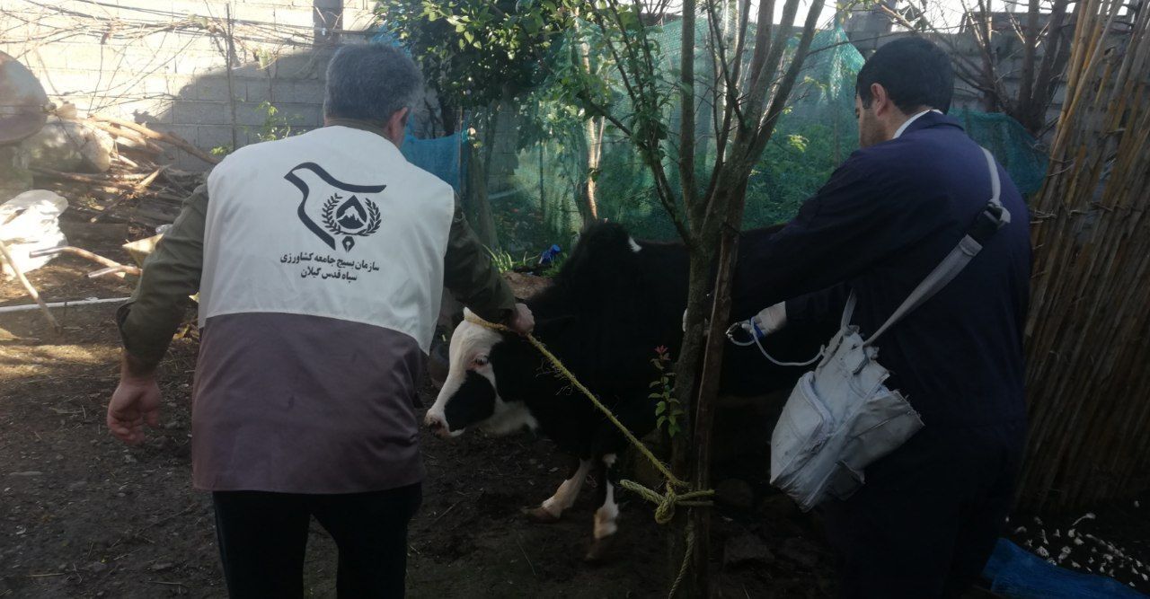 ادامه واکسیناسیون و معاینهی رایگان دامها در مناطق روستایی گیلان+گزارش ادامه واکسیناسیون و معاینهی رایگان دامها در مناطق روستایی گیلان+گزارش