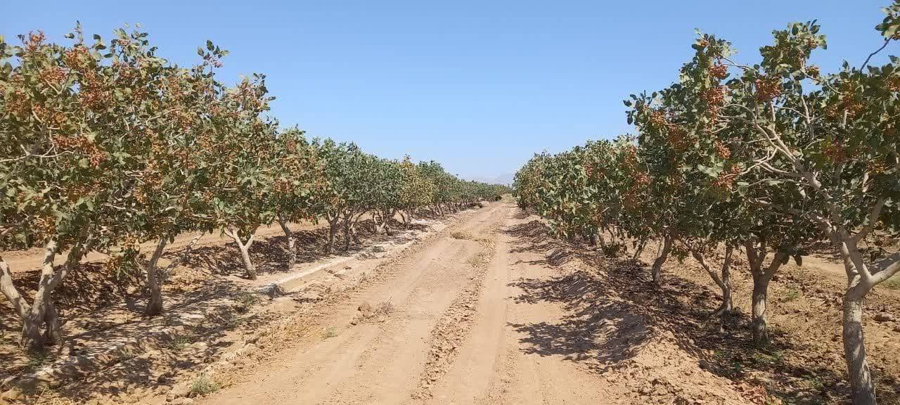 صدور شناسنامه فعالیت واحد‌های کشاورزی در مه ولات