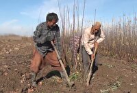 روستایی در گلستان که مردمش با تولید نهال روزگار می‌گذرانند