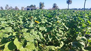 برداشت گل از مزارع روستای شبیشه حمیدیه