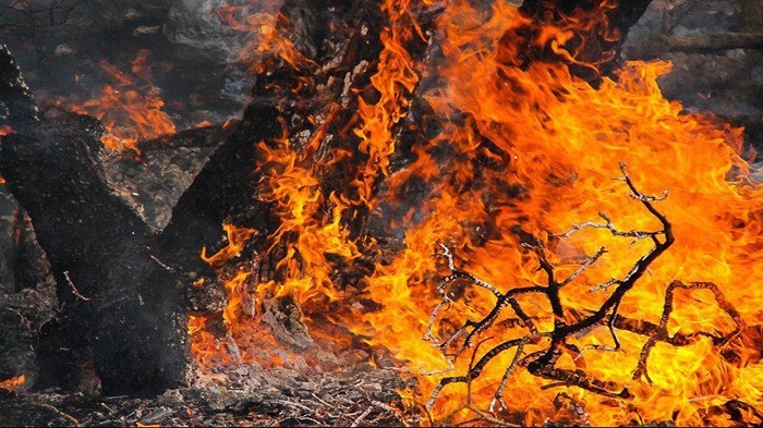 آتش امروز و فردا در کمین جنگل‌های شمال