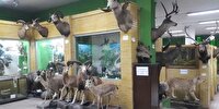 بازدید رایگان از موزه تاریخ طبیعی زنجان