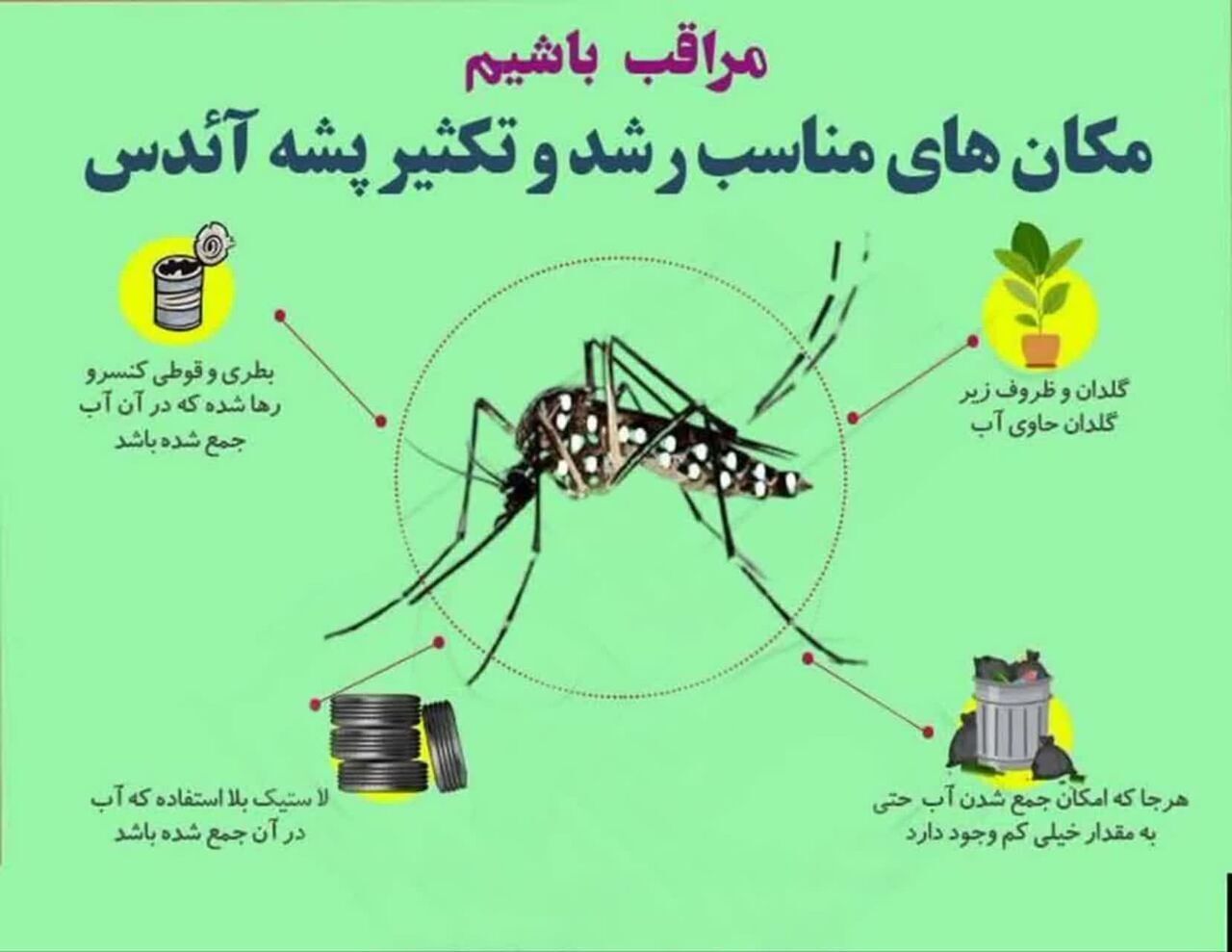 انتقال بیماری تب دانگ از طریق نیش پشه آئدس