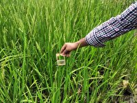 مبارزه بیولوژیک با ساقه خوار برنج در ۲ هزار هکتار شالیزار آمل