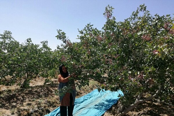 بام و صفی آباد قطب تولید پسته در خراسان شمالی