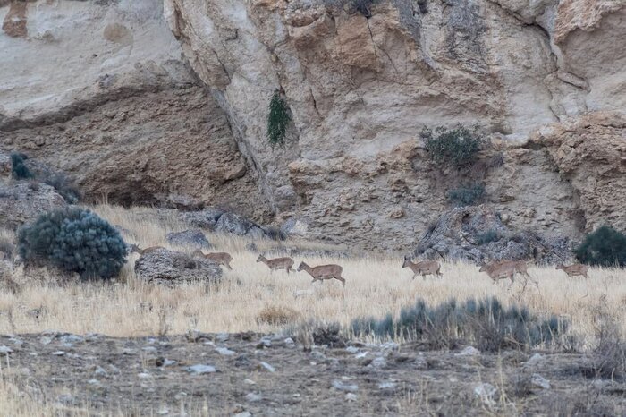 سرشماری پستانداران پارک ملی دریاچه ارومیه انجام شد