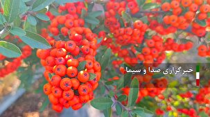 جلوه نمایی زالزالک های وحشی در پاییز خوانسار+فیلم