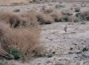 تصاویری از رهاسازی یک پرنده هوبره مهاجر در پارک ملی گلستان