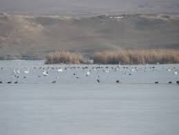 یخ زدگی تالاب‌ها و آغاز مهاجرت پرندگان به مناطق گرمسیری