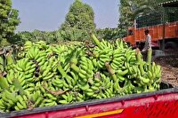 برداشت موز در هفت شهرستان سیستان و بلوچستان