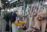 جمع آوری ۱۴ کیلو گرم اجزای حرام دام در خراسان شمالی