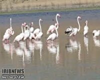 زمستان گذرانی بیش از ۴۰ هزار پرنده مهاجر در تالاب‌های چهارمحال و بختیاری