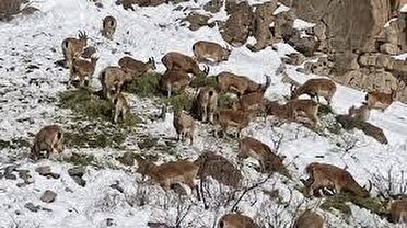 در پی پایش شبانه «انگوران» ماهنشان؛ غذا دادن به حیات وحش ممنوع