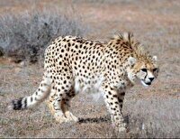 ثبت تصویر یک قلاده یوزپلنگ آسیایی در پناهگاه حیات‌وحش میاندشت جاجرم