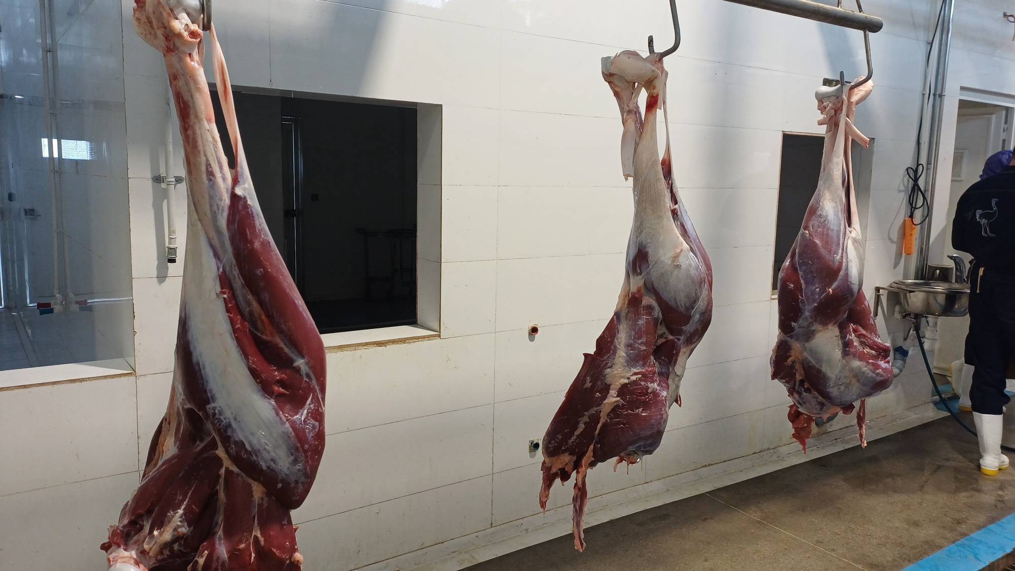 راه‌ اندازی اولین کشتارگاه صنعتی شترمرغ خراسان رضوی