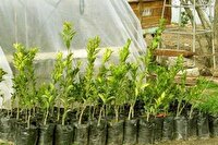 توزیع نهال رایگان در جشن چهل و هفتمین بهار انقلاب