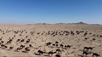 اجرای طرح شناسنامه‌دار کردن شتر‌ها در مراتع تله‌سبز هرات
