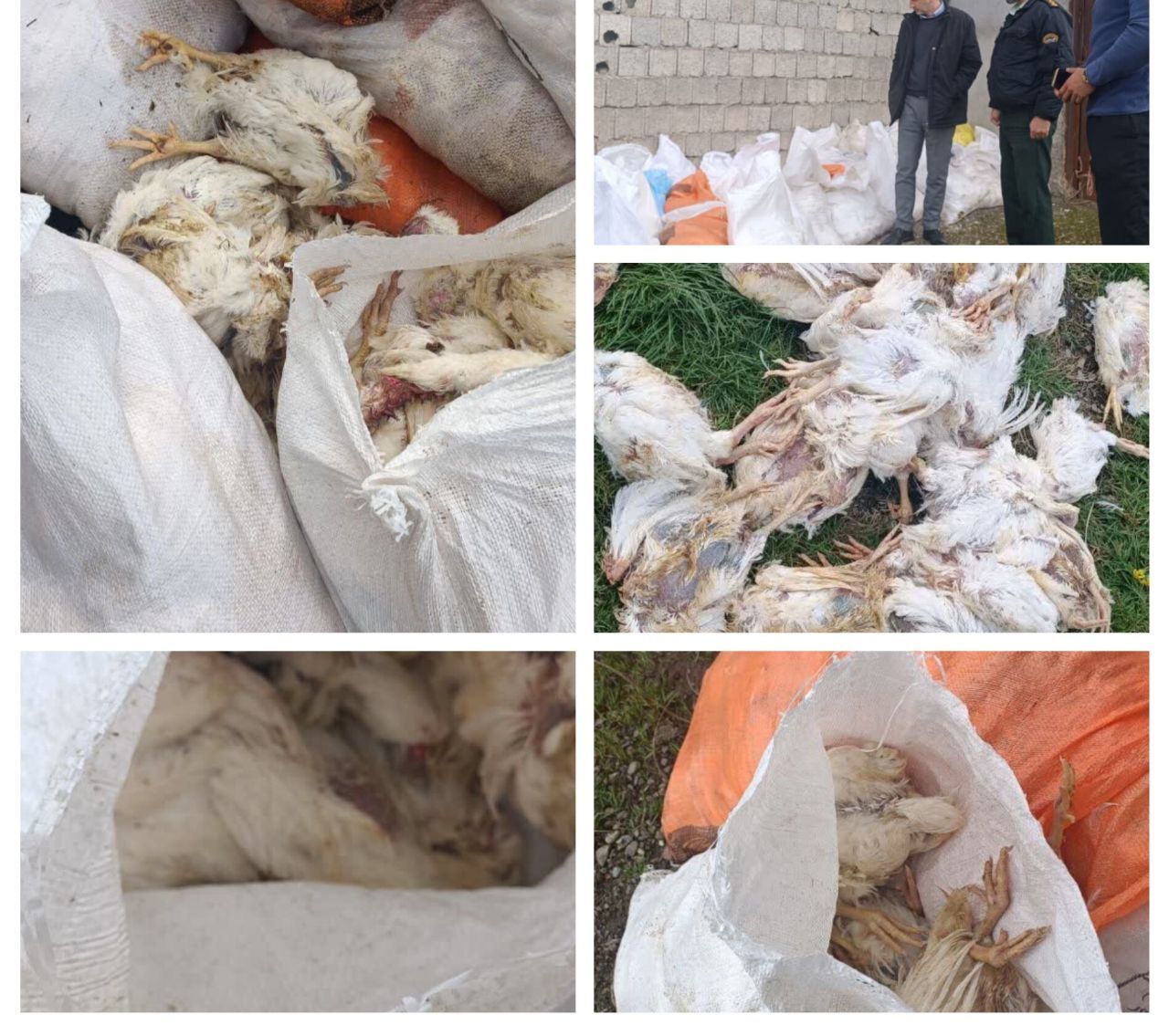 کشف انبار دپوی ۵ تن مرغ فاسد در بندر انزلی