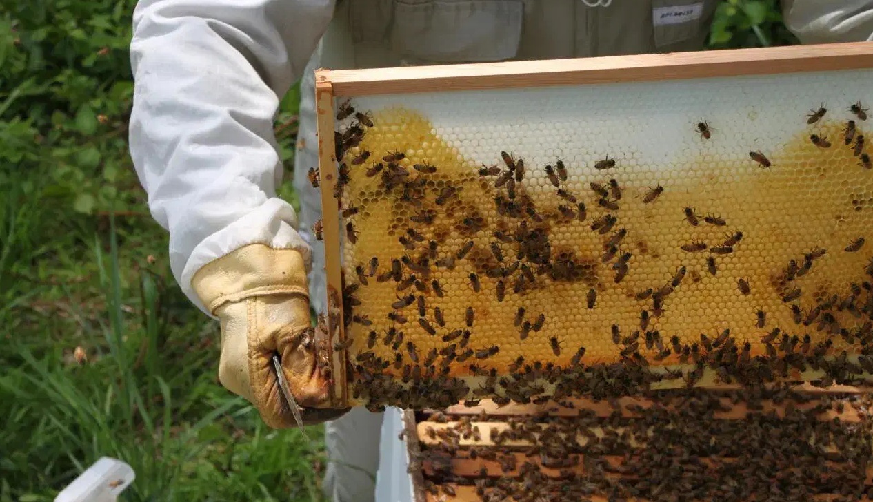 افت ۲۰ درصدی تولید عسل در مهاباد