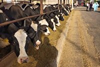 حمایت از کارخانجات تولید خوراک دام و طیور در خوزستان