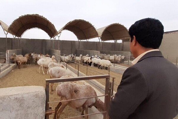 اجرای طرح جهش تولید دام در ۱۱ شهرستان آذربایجان‌غربی